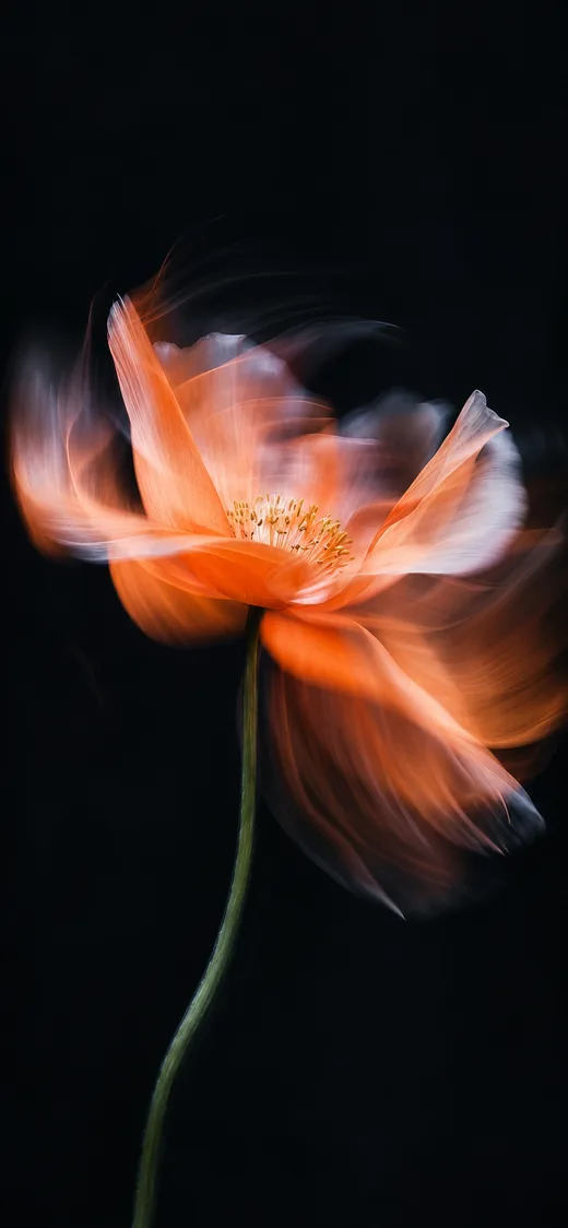 Poppy in Motion, nature phone wallpaper